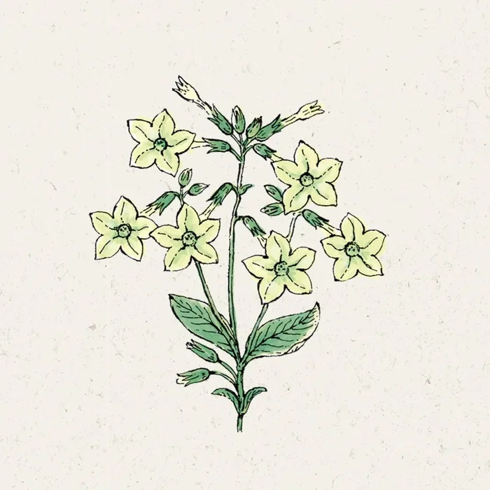 Jora Dahl Ziertabak „Lime Green“ Nicotiana alata