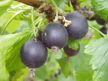Jostabeere (Ribes × nidigrolaria)