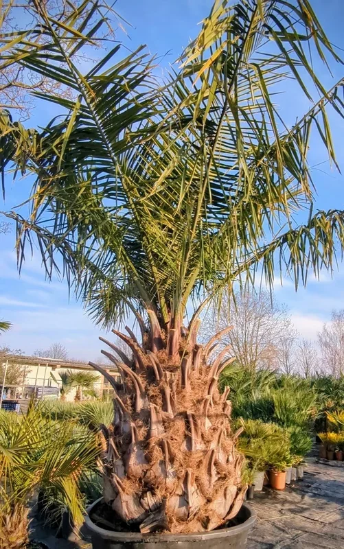 Jubaea chilensis – Chilenische Honigpalme