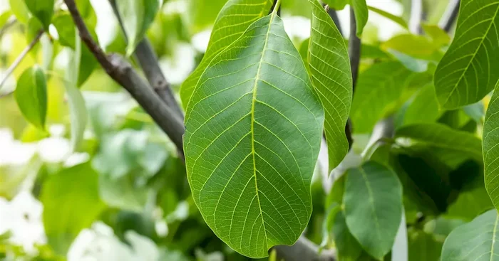 Juglans regia