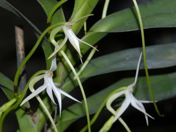 Jumellea arborescens (10 cm Ampeltopf)