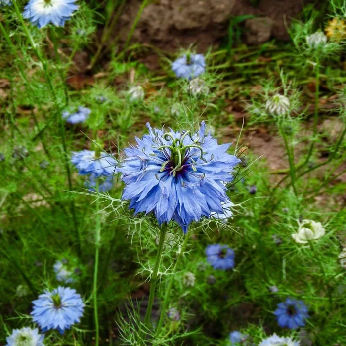 Jungfer im Grünen, blau