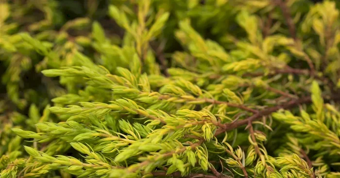 Juniperus com.’Goldschatz‘