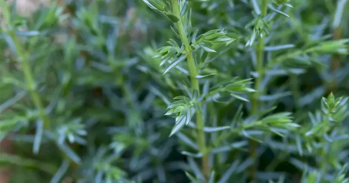 Juniperus com.’Sentinel‘