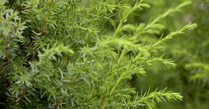 Juniperus communis${2}