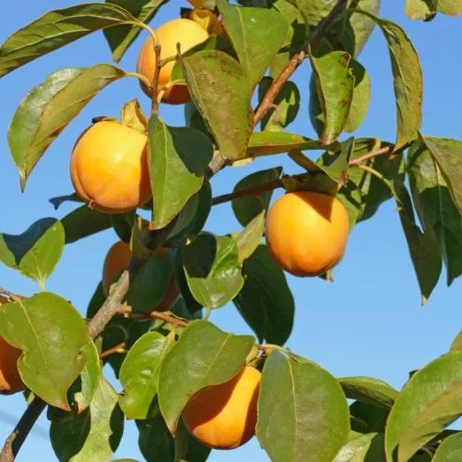 KakibaumFuyu
