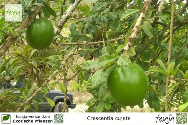 Kalebassenbaum, Crescentia cujete, Pflanze