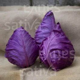 Kalibos – Rotkohl