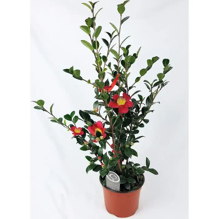 Kamelie Sasanqua – Winterkamelie Sazankwa