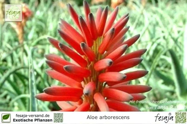 Kandelaber-Aloe, Aloe arborescens, Pflanze