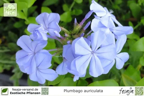 Kap-Bleiwurz, Plumbago auriculata, Pflanze
