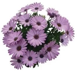 Kap-Margerite (Osteospermum ecklonis) Cape Daisy® Zanzibar® Pink