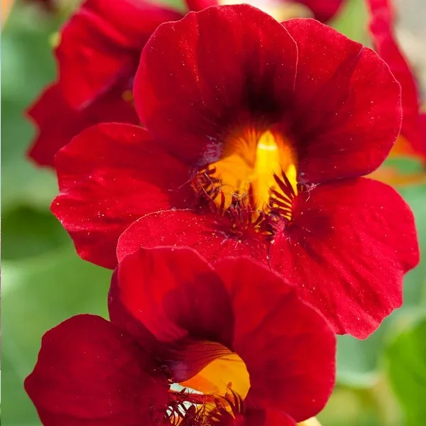 Kapuzinerkresse ‚Crimson Emperor‘