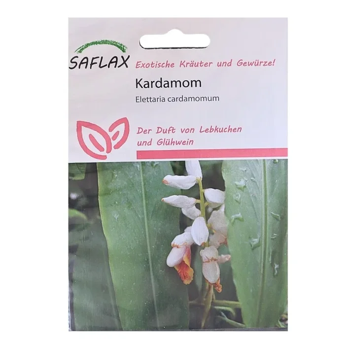 Kardamom pflegeleichte Zimmerpflanze mit dem Duft von Weihnachten