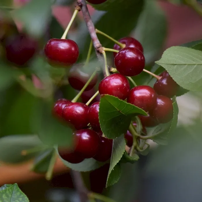 Karneol Sauerkirsche Buschbaum