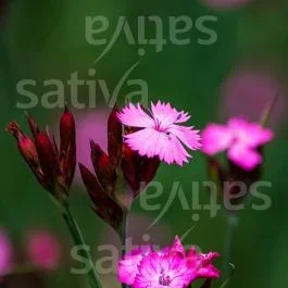 Karthäuser-Nelke – Dianthus carthusianorum