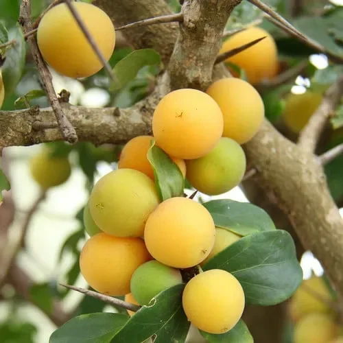 Kei Apple