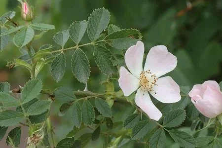 Keilblättrige Rose (Rosa elliptica)