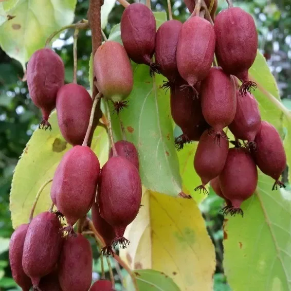 Ken´s Red Rote Bayernkiwi – weibliche Actinidia arguta