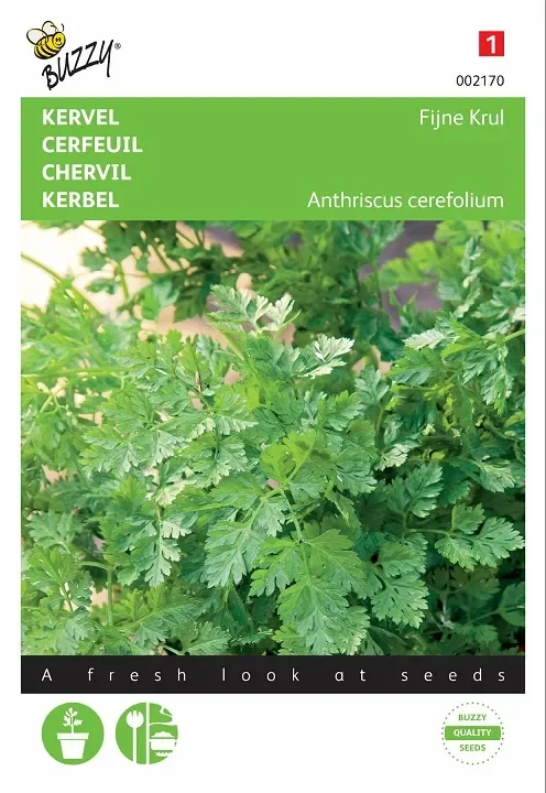 Kerbel – fein gekräuselter