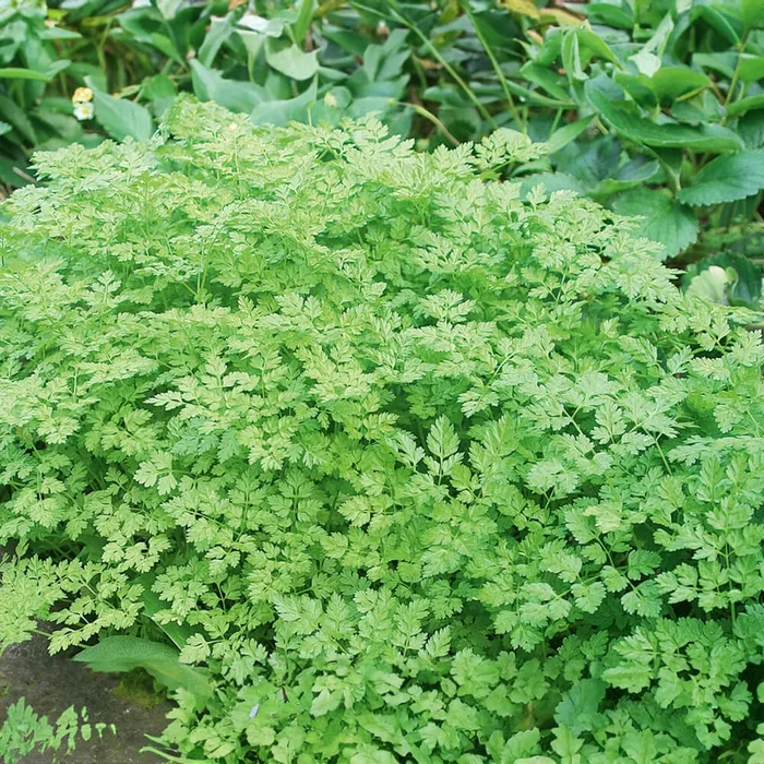 Kerbel Bio-Kräuter-Samen