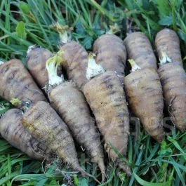 Kerbelrübe – Kerbelrübe