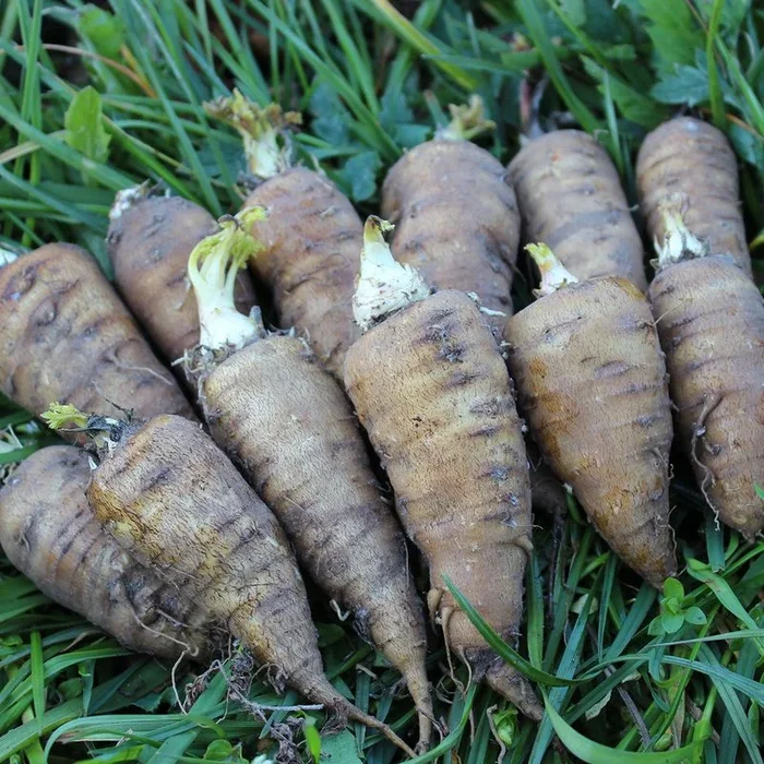 Kerbelrübe