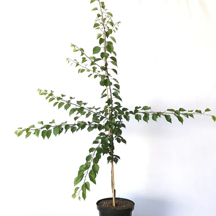 Kioto ® – Aprikose Buschbaum besonders frosthart