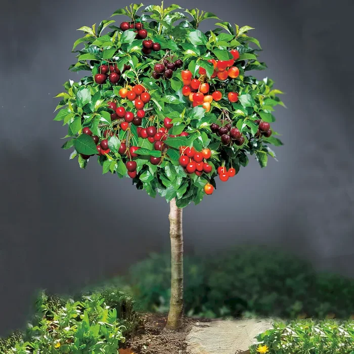 Kirschbaum Grande Familia Bestellnummer 4433811