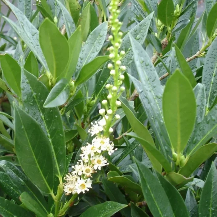 Kirschlorbeer ‚Otto Luyken‘