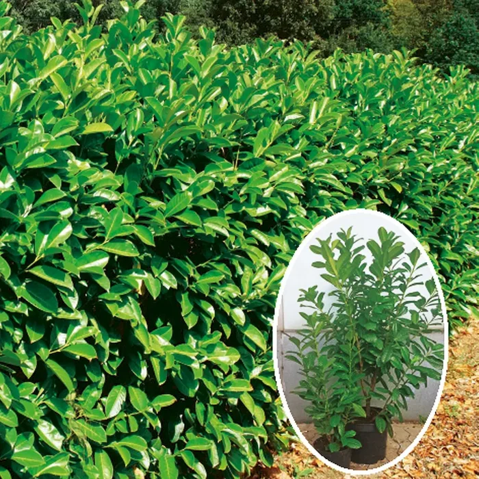 Kirschlorbeer Novita 40 cm Prunus laurocerasus ‚Novita‘ – Bestellnummer 3349781