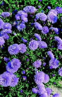 Kissenaster Aster dumosus Farbmischung 5 Stauden