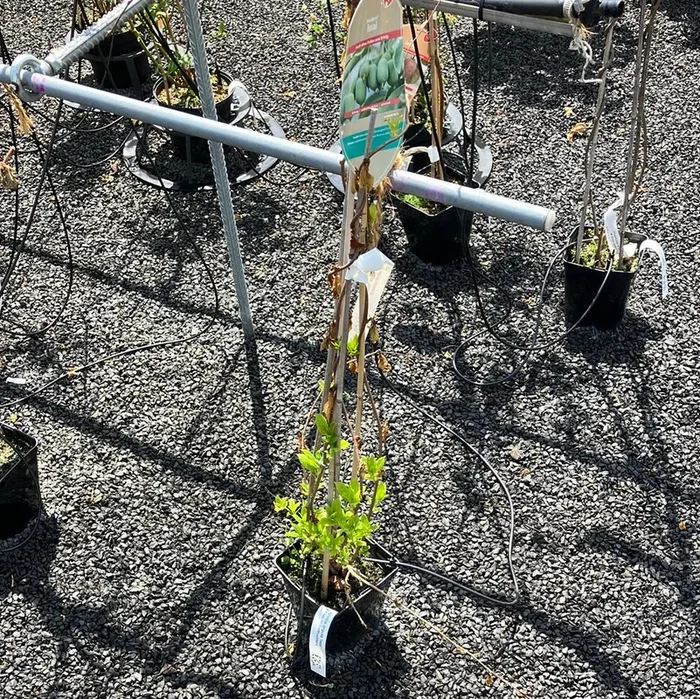 Kiwi ‚Issai‘ klein selbstbefruchtend