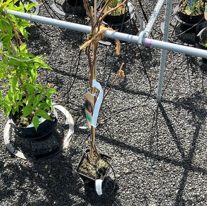 Kiwi ‚Jenny‘ selbstbefruchtend