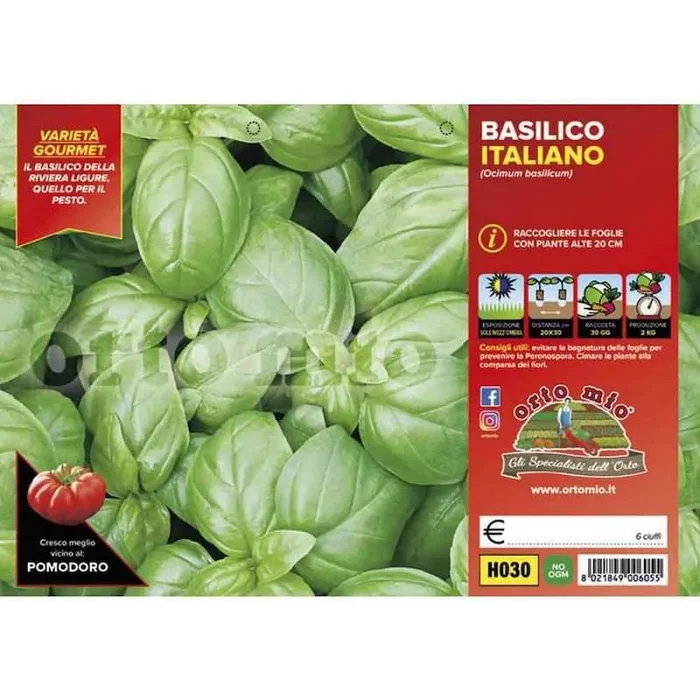 Klassische italienische Basilikumpflanzen Bud