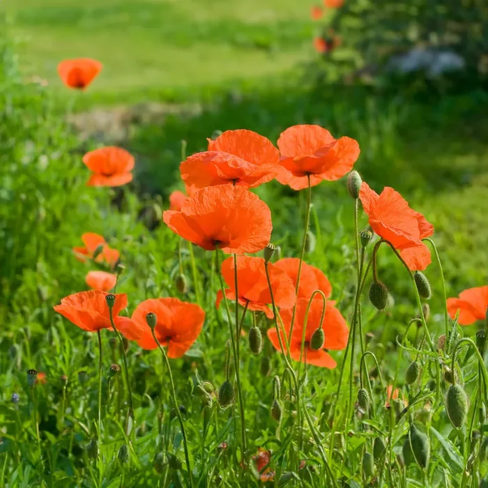 Klatschmohn Bio-Blumen-Samen
