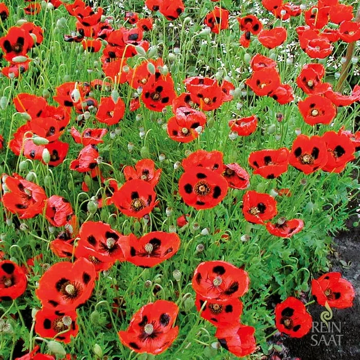 Klatschmohn Pierrot