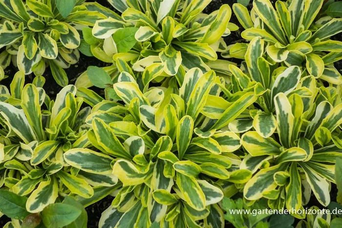 Kleine Garten-Gänsekresse ‚Old Gold‘