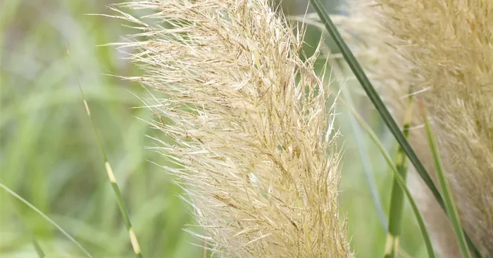 Kleines Pampasgras ‚Pumila‘
