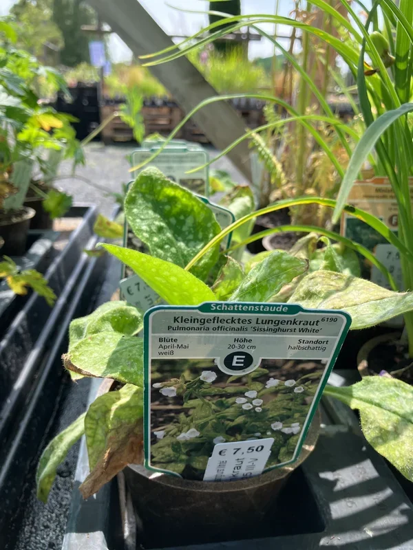 Kleingeflecktes Lungenkraut ‚Sissinghurst White‘