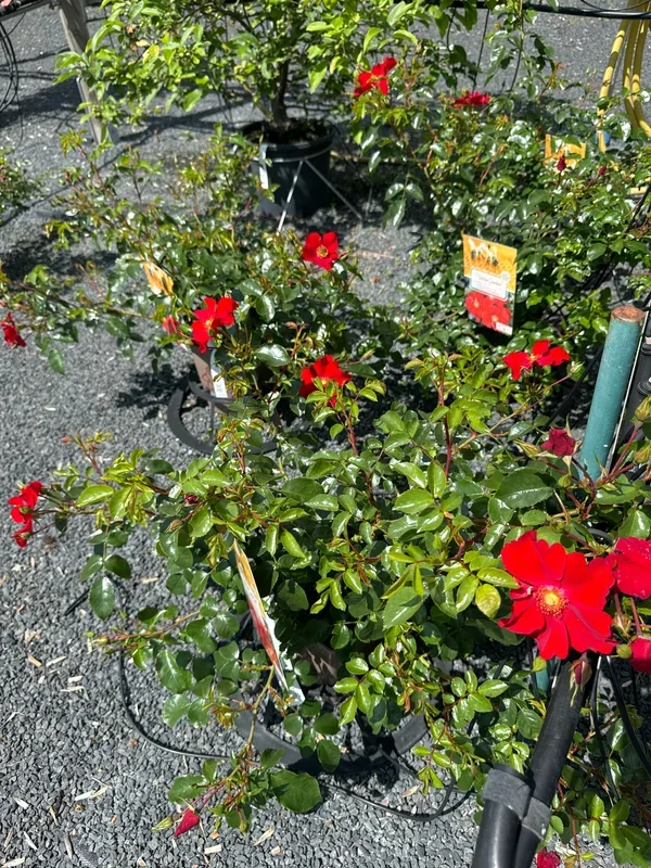 Kleinstrauchrose ‚Alexander von Humboldt‘