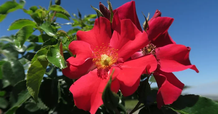 Kleinstrauchrose ‚Alexander von Humboldt’®(s) ADR