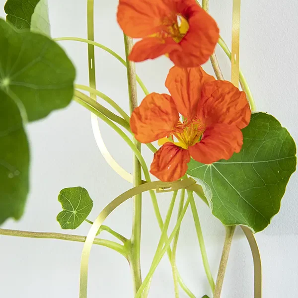 Kletterblumen Samenmischung