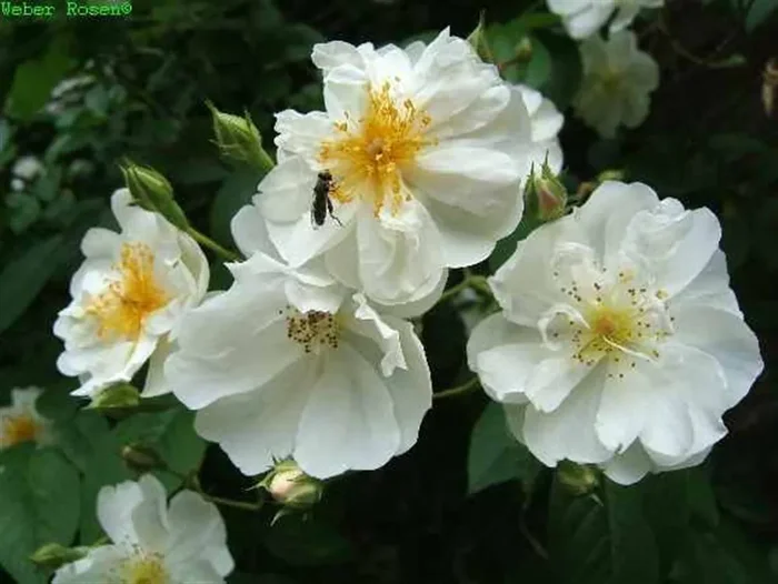 Kletterrose ‚Bobby James‘