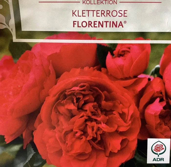 Kletterrose ‚Florentina ‚
