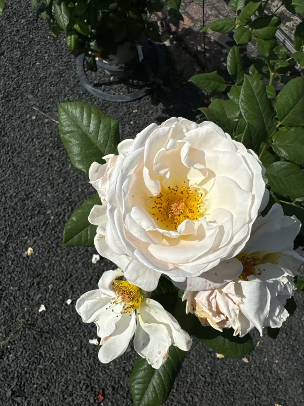 Kletterrose ‚Uetersener Klosterrose‘