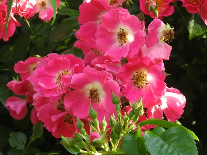 Kletterrose „American Pillar“