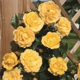 Kletterrose (Züchterrose) Dukat