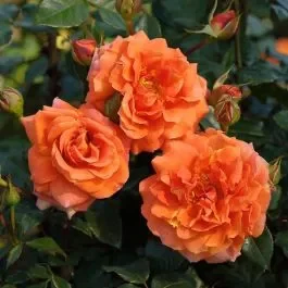 Kletterrose (Züchterrose) Naranga