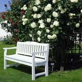 Kletterrose (Züchterrose) Schneewalzer